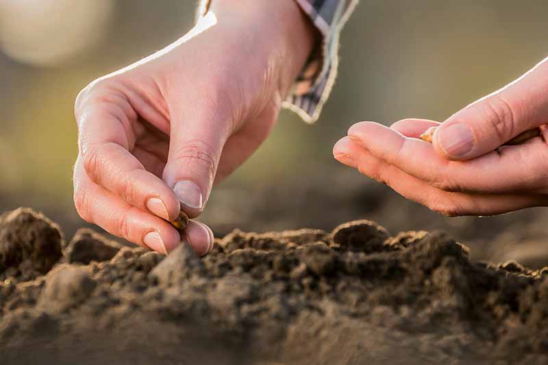 SOW THE RIGHT SEEDS, Devotional box, Daily Devotional, Pastor, Bible, Isaiah Wealth Ministries, Word of God, it begins with acknowledging God, prophet isaiah wealth, loving God, reverence towards God