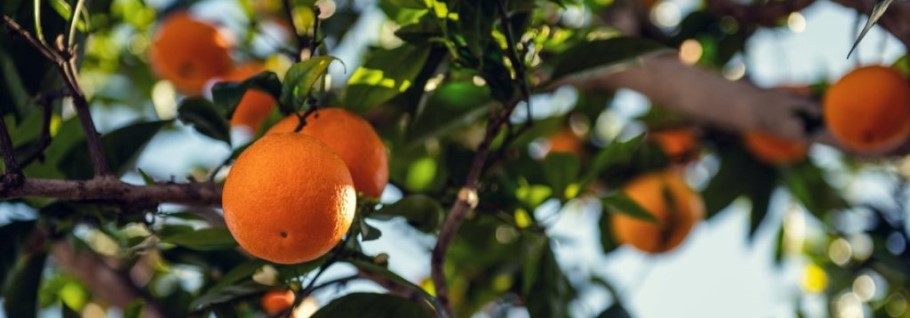 THE KEY TO FRUITFULNESS, Devotional box, Daily Devotional, Pastor, Bible, Isaiah Wealth Ministries, Word of God, it begins with acknowledging God, prophet isaiah wealth, loving God, reverence towards God